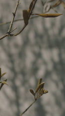 Mesa de Comedor Extensible | Ethnicraft Bok | Oroa.es