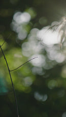 Cama de Roble Negro | Ethnicraft Spindle | Oroa.es